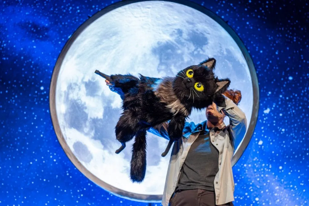 Image Toto the Ninja Cat