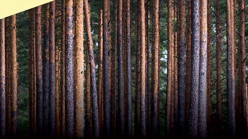 Image Sibelius Symphony No. 5