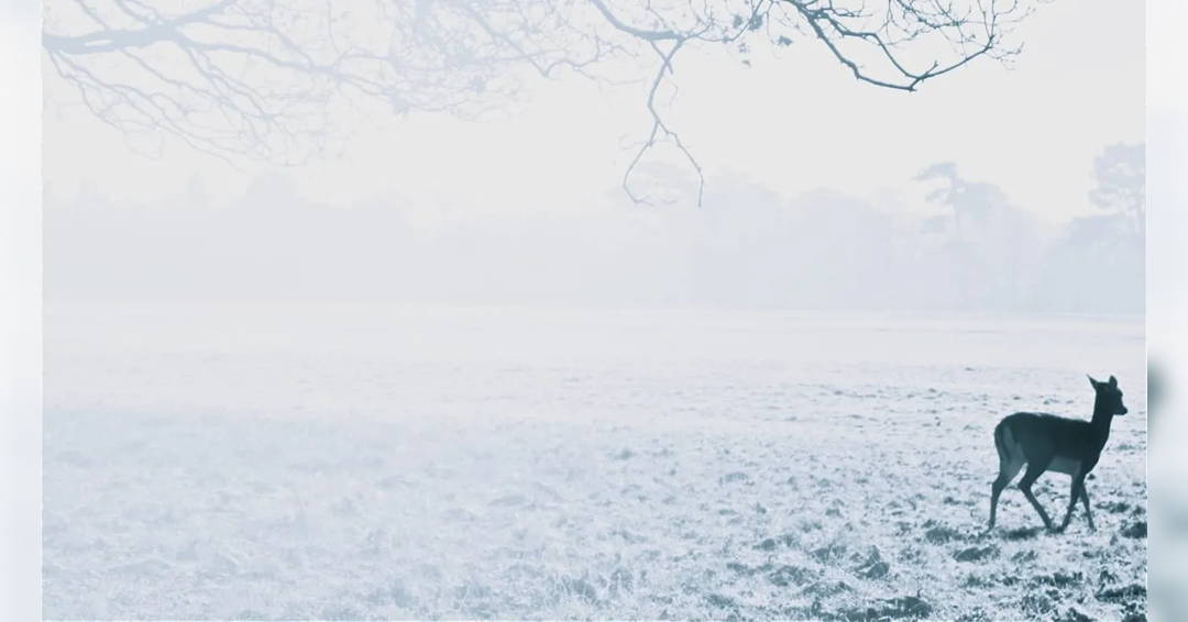 Image The Deer’s Cry: Tanglewood Festival