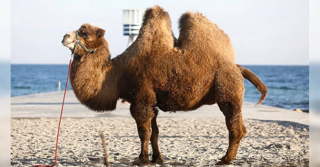 Have breakfast with the camel