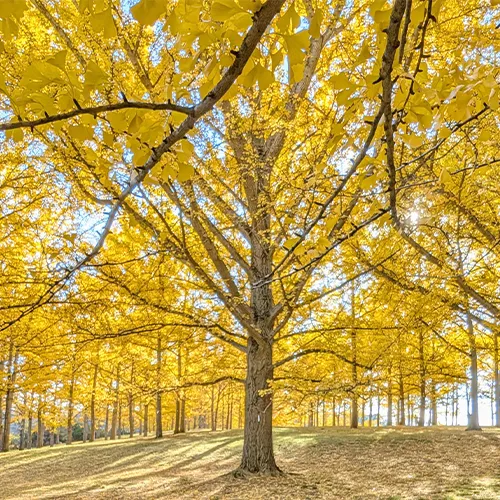 Image Trees: A Live Cinema Documentary