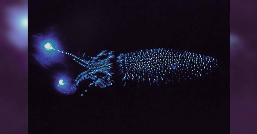 Image Composing Australia Night Two