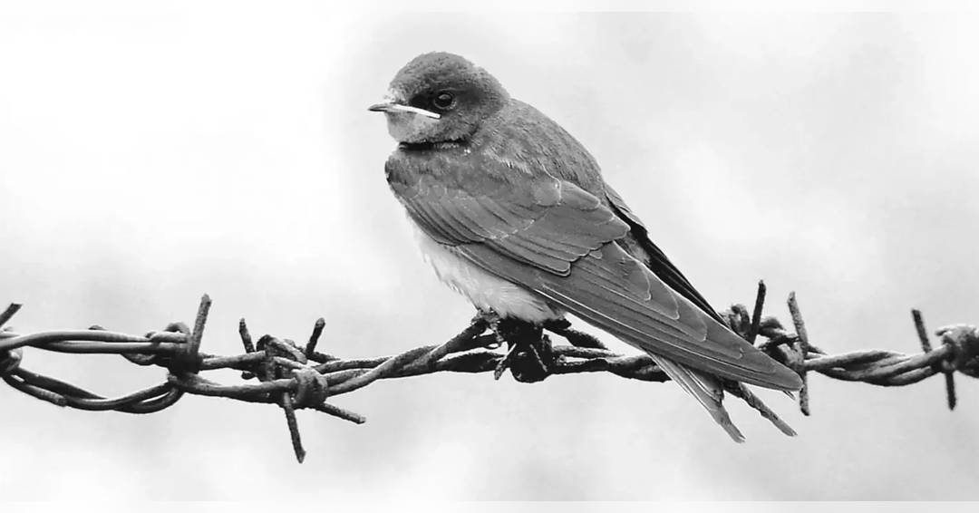 The Emperor of Atlantis & L'Hirondelle inattendue