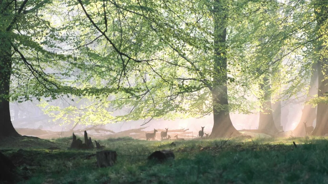 Image The Green Miracle – Our Forest