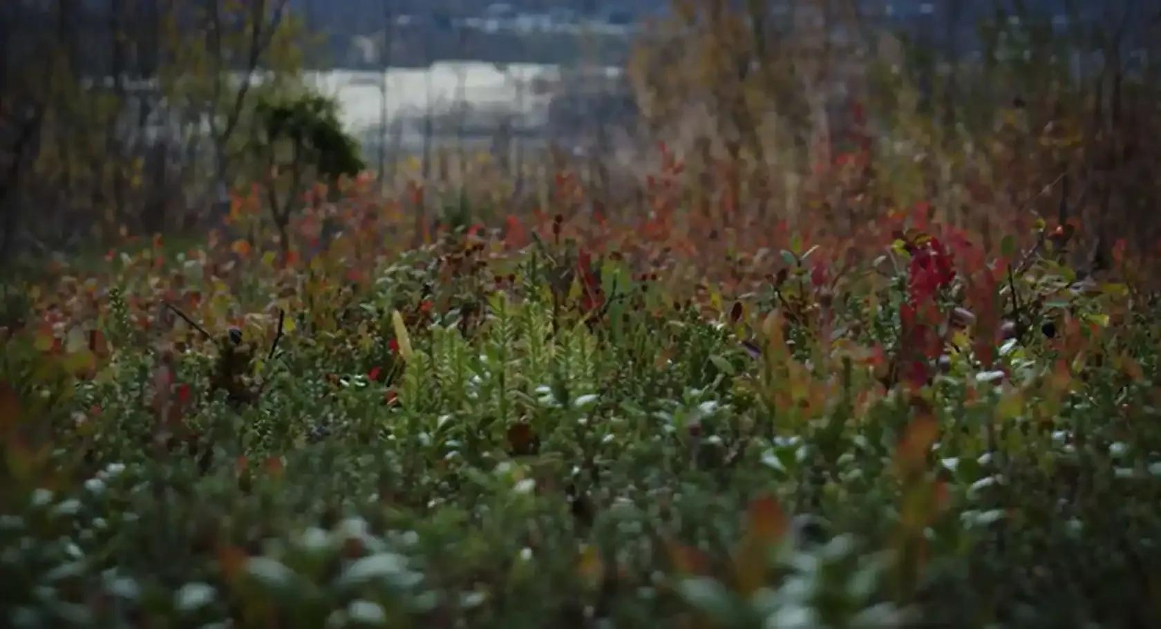 Image The Heart of the Earth