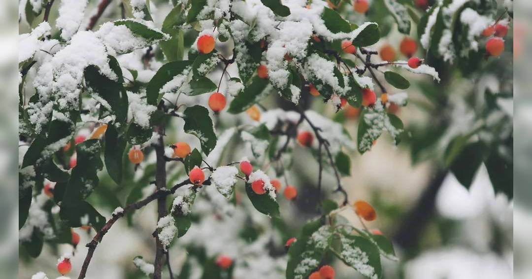 Image SSJO A Swingin’ Big Band Holiday Concert