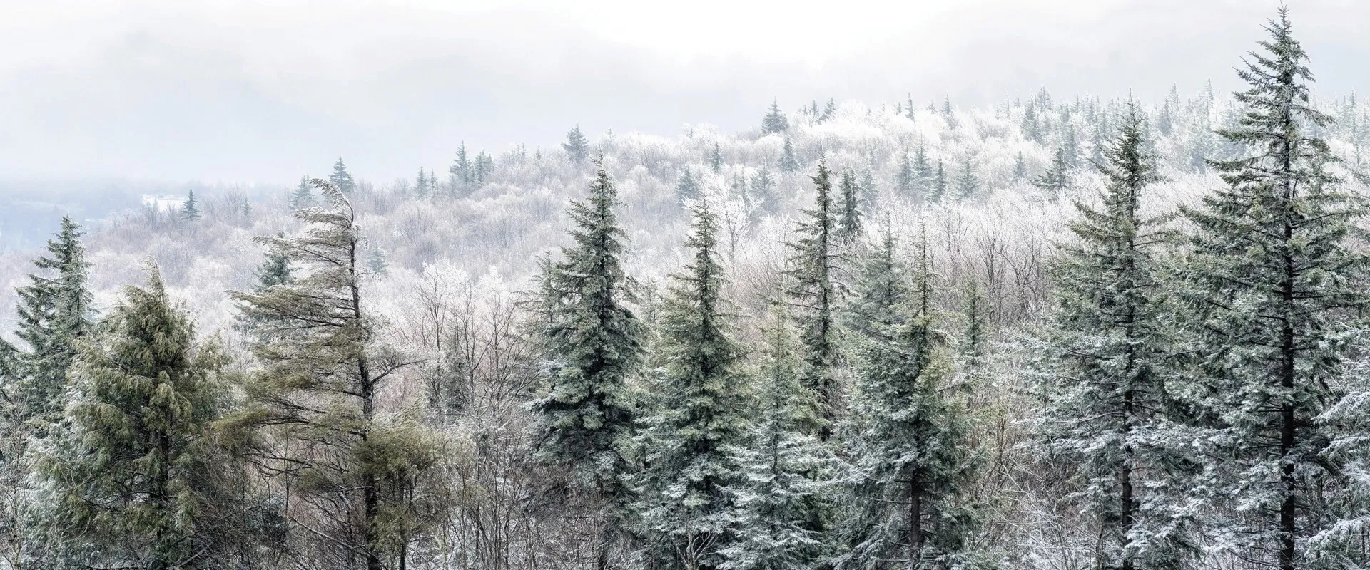 A Swannanoa Solstice