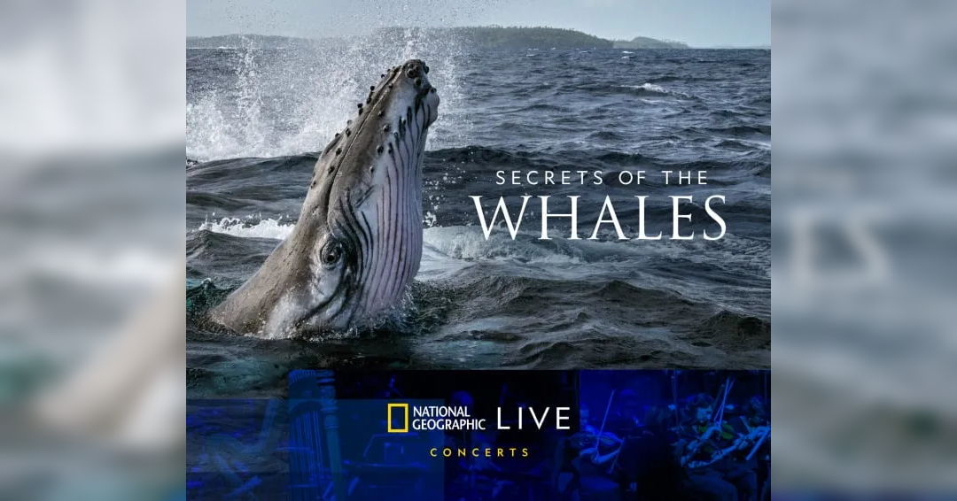 Image Secrets Of The Whales
