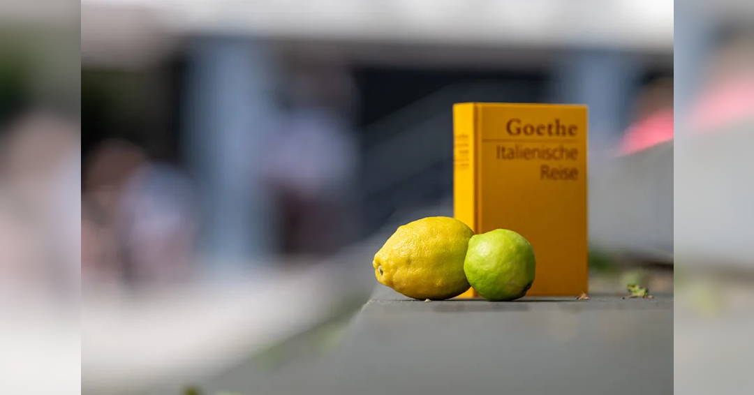 Image Chamber Music IV: Where the lemons bloom – Italy, a place of yearning