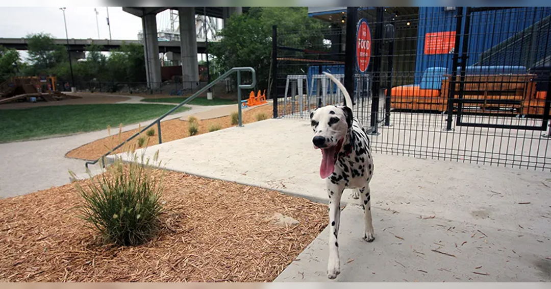 Image Paws in the Park