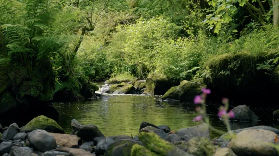 productionImage