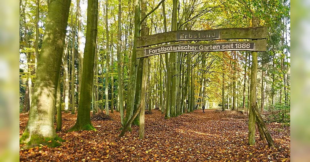 Image With stream in the forest