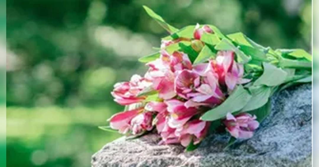 Image Celebrate the Symphony