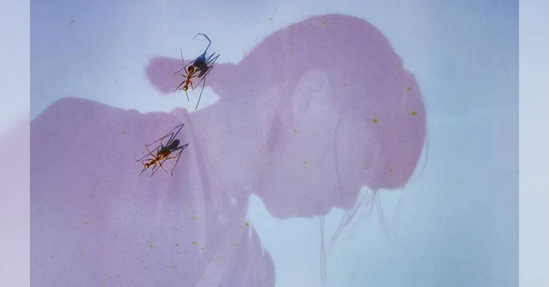 Masonic Temple Detroit: A Melodious May with Ichiko Aoba, MJ Lenderman, BADBADNOTGOOD, and More