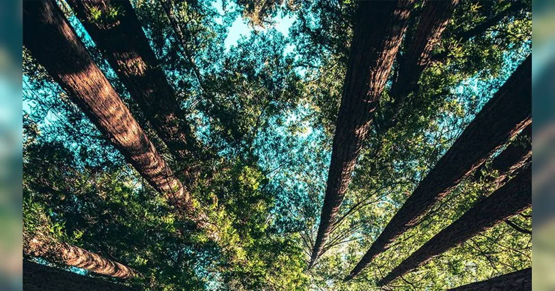 Natur presented by Arad Goch