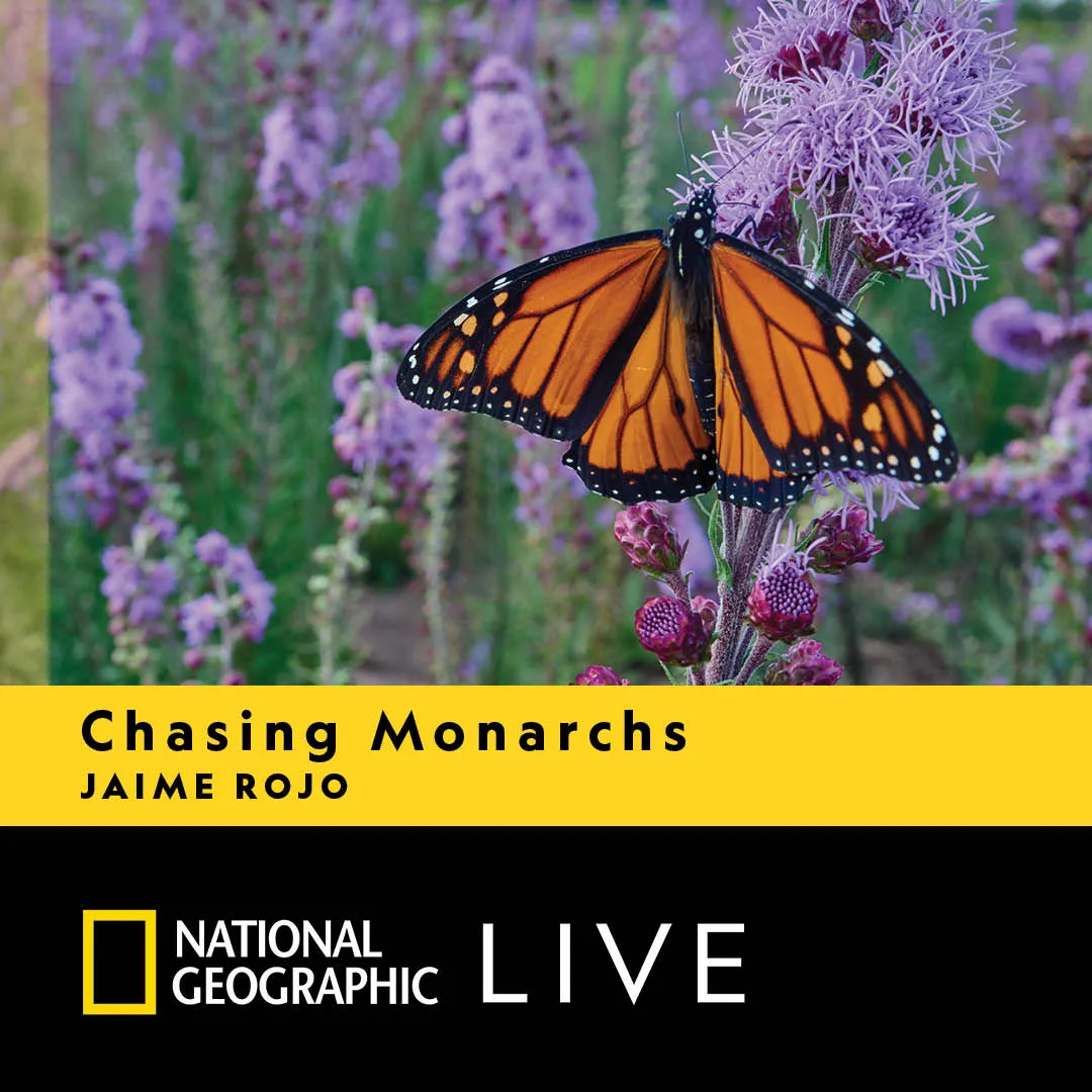 Image Chasing Monarchs: Jaime Rojo | National Geographic Live