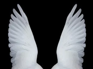 FMU Theatre – The Swan