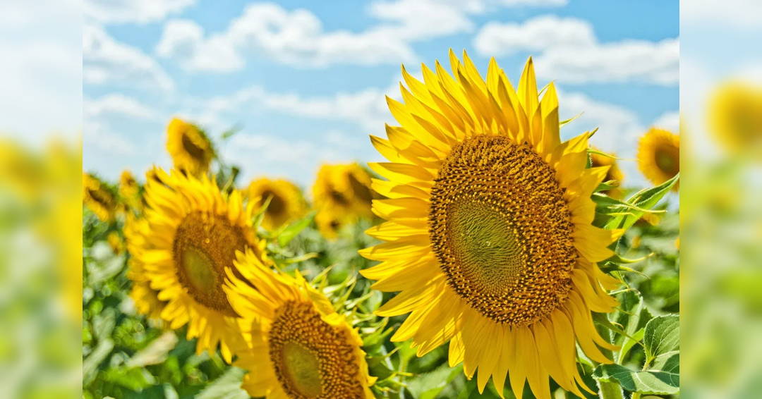 DCO Annual Summer Pops Concert